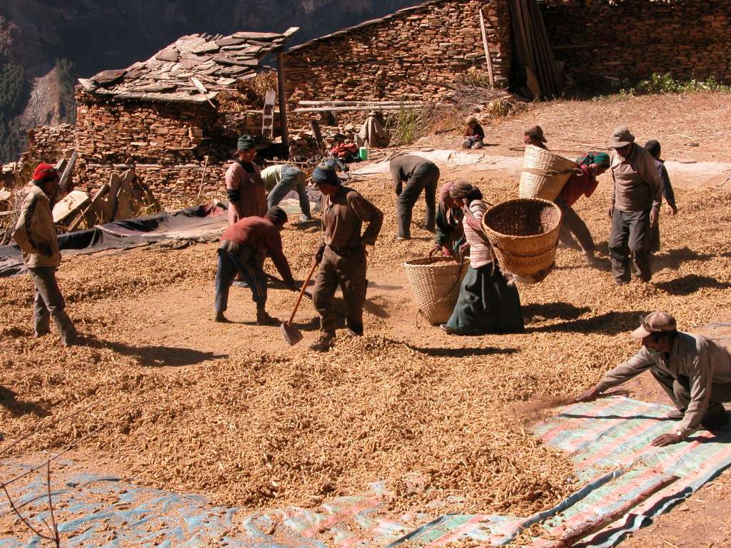 Annapurna 12 06 Ghyaru Ghyaru (3670m) is supposed to be a medieval village, but it looked more modern than the villages in the upper Buri Gandaki valley. I watched them separating the wheat (or is it barley) from the chaff.